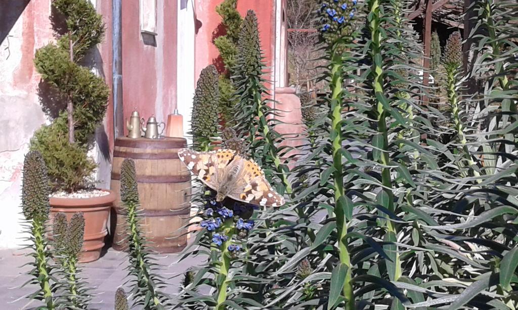 Agriturismo Gocce Di Luna เชลเล ลีกูเร ภายนอก รูปภาพ